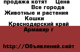 продажа котят  › Цена ­ 15 000 - Все города Животные и растения » Кошки   . Краснодарский край,Армавир г.